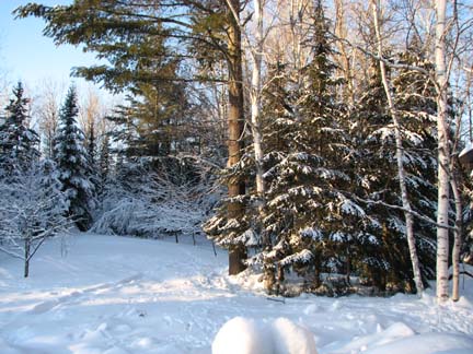 Winter light yard